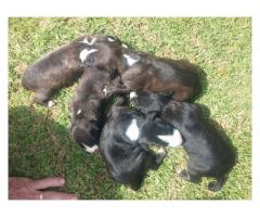 Bull Terrier Puppies for Sale