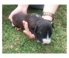 Bull Terrier Puppies for Sale