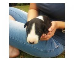 Bull Terrier Puppies for Sale