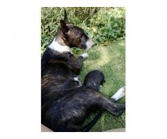 Bull Terrier Puppies for Sale