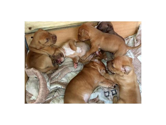 Carver pitbull puppies for on sale sale