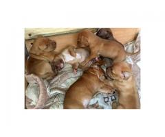 Beautiful Rednose Rocky-Jock Carver Pitbull Puppies for sale