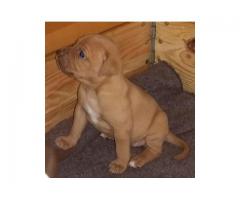 Beautiful Rednose Rocky-Jock Carver Pitbull Puppies for sale