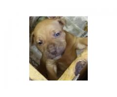 Beautiful Rednose Rocky-Jock Carver Pitbull Puppies for sale