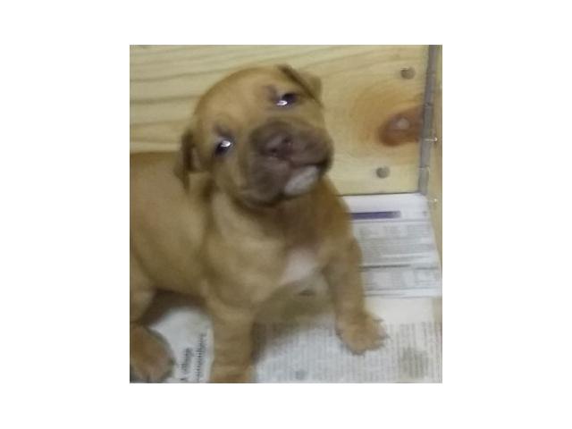 Beautiful Rednose Rocky Jock Carver Pitbull Puppies for sale East Rand PUPPIES FOR SALE