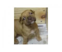 Beautiful Rednose Rocky-Jock Carver Pitbull Puppies for sale