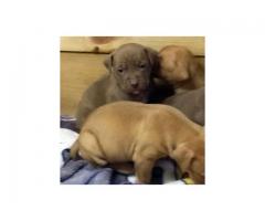 Beautiful Rednose Rocky-Jock Carver Pitbull Puppies for sale