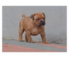 Staffordshire Bull Terrier dogs for sale