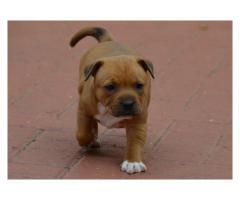 Staffordshire Bull Terrier dogs for sale