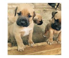 Boerboel Puppies for sale