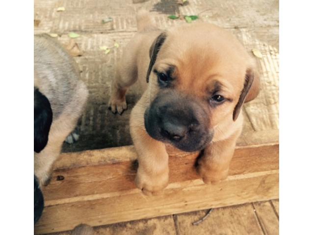 free download boerboel champion bloodline free download boerboel champion bloodline