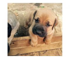 Boerboel Puppies for sale