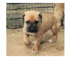 Boerboel Puppies for sale