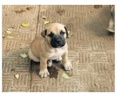 Boerboel Puppies for sale