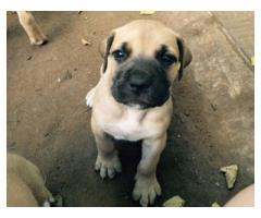 Boerboel Puppies for sale