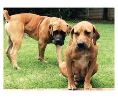 Boerboel Puppies for sale