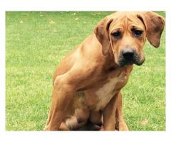 Boerboel Puppies for sale