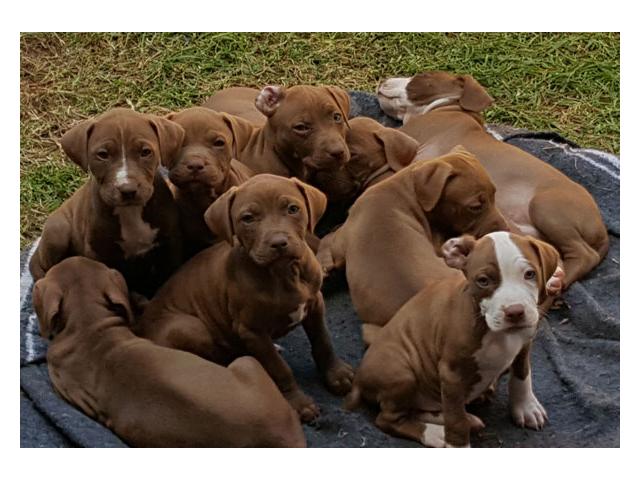 pitbulls for sale gauteng