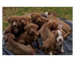 Pitbull dogs for sale in gauteng