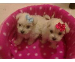 Maltese miniature poodle puppies for sale.