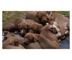 Pitbull dogs for sale in gauteng
