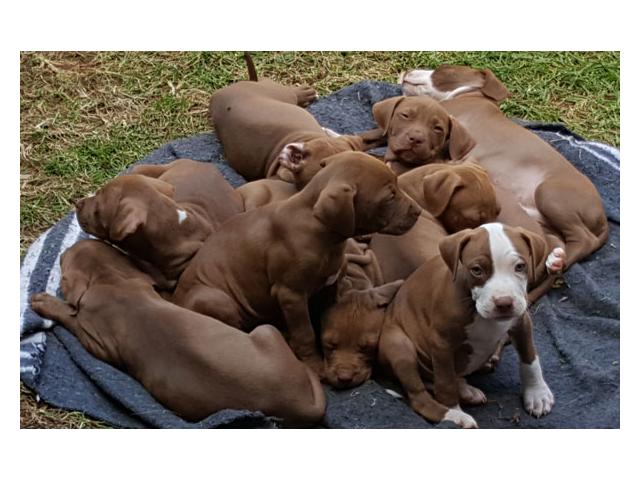 pitbulls for sale gauteng