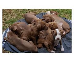 Pitbull dogs for sale in gauteng