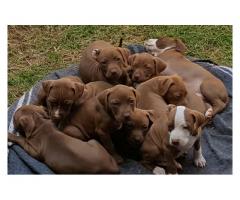 Pitbull dogs for sale in gauteng