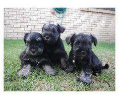 Beautiful Miniature Schnauzer puppies for sale