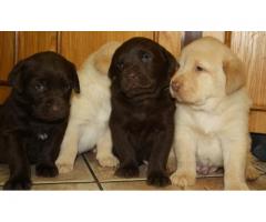 Labrador - brown, cream/white