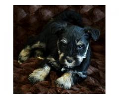 Miniature Schnauzers puppies for sale Nort West