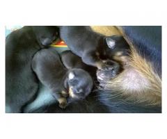 Rottweiler Puppies For Sale (Kusa Registered)