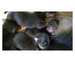 Rottweiler Puppies For Sale (Kusa Registered)