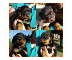 Purebred Rottweiler Puppies for sale