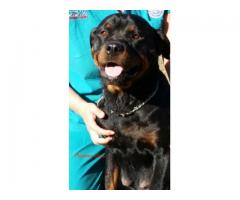 Purebred Rottweiler Puppies for sale