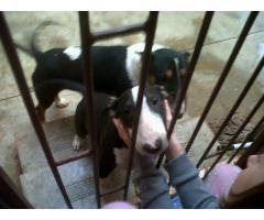 Bullterrier For Sale