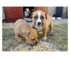 Staffie Puppies for sale