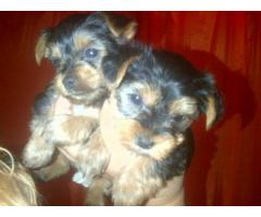 Yorkie Puppies For Sale x 2