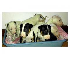 Registered Bull Terrier puppies for sale