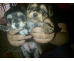 Mix breed puppies: Yorkie x Poodle ( Yorkiepoos ) puppies for sale