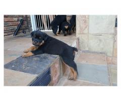Rottweiler puppies for sale x 4