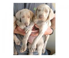 Pure Bred Weimaraner Puppies