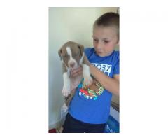 American PitBull Terrier Puppies for sale