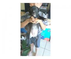 American PitBull Terrier Puppies for sale