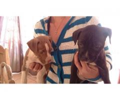 American PitBull Terrier Puppies for sale