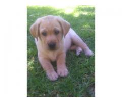 Gorgeous Labrador puppies ready for new homes