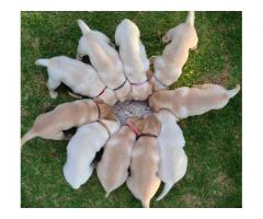 Gorgeous Labrador puppies ready for new homes
