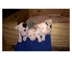 Bull Terrier puppies for sale (Kusa registered and microchipped)