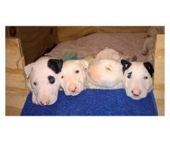 Bull Terrier puppies for sale (Kusa registered and microchipped)