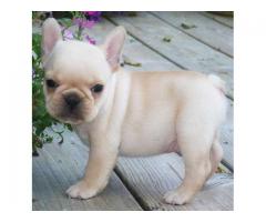 French Bulldog puppies ready for new homes at 12 weeks